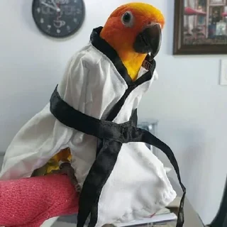 🥋 emoji Birb of the Year III @birblife Telegram sticker 11 of 20