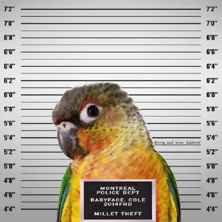 🚓 emoji Birb of the Year III @birblife Telegram sticker 16 of 20