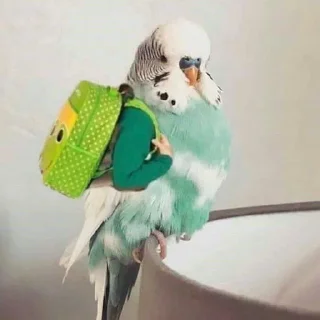 🎒 emoji Birb of the Year III @birblife Telegram sticker 13 of 20