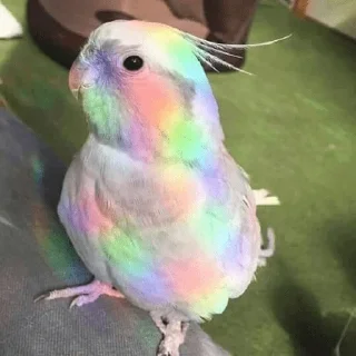 🏳️‍🌈 emoji Birb of the Year III @birblife Telegram sticker 5 of 20