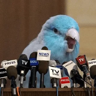 🎤 emoji Birb of the Year III @birblife Telegram sticker 10 of 20