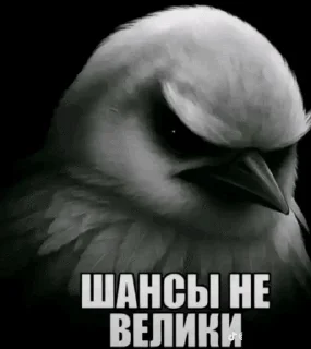 😬 emoji вряд-ли... by @pipopiponya Telegram sticker 10 of 41