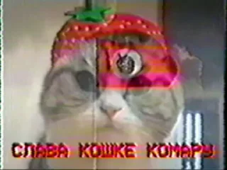 Sticker from Блядские коты (2) @KomaruFans