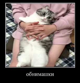 Sticker from Блядские коты (2) @KomaruFans