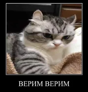 💢 emoji Блядские коты (2) @KomaruFans Telegram sticker 22 of 50