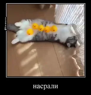 🤳 emoji Блядские коты (2) @KomaruFans Telegram sticker 14 of 50