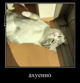 🥰 emoji Блядские коты (2) @KomaruFans Telegram sticker 17 of 50