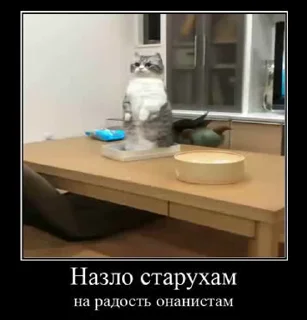 🤯 emoji Блядские коты (2) @KomaruFans Telegram sticker 21 of 50
