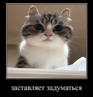 🤔 emoji Блядские коты (2) @KomaruFans Telegram sticker 5 of 50