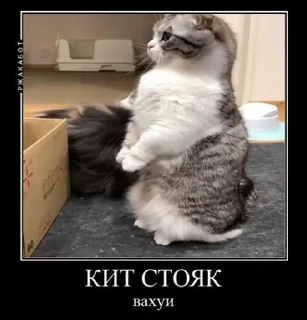 😯 emoji Блядские коты (2) @KomaruFans Telegram sticker 19 of 50