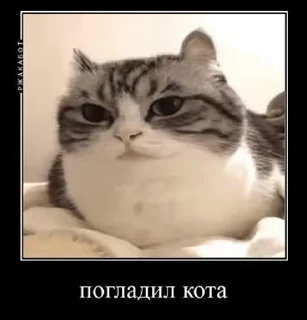 🤏 emoji Блядские коты (2) @KomaruFans Telegram sticker 20 of 50