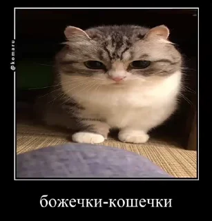 🙀 emoji Блядские коты (2) @KomaruFans Telegram sticker 15 of 50