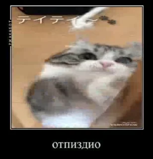 👊 emoji Блядские коты (2) @KomaruFans Telegram sticker 11 of 50