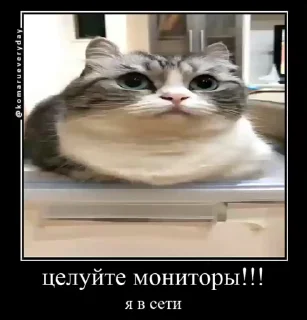 Sticker from Блядские коты (2) @KomaruFans