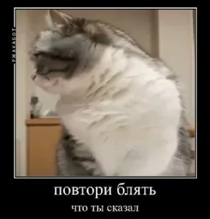 ❓ emoji Блядские коты (2) @KomaruFans Telegram sticker 12 of 50
