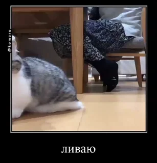 🚶 emoji Блядские коты (2) @KomaruFans Telegram sticker 7 of 50