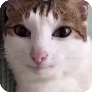 🙂 emoji @just_a_humble_cat Cat Terraverse Telegram sticker 24 of 120