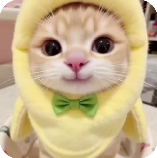 ☺️ emoji @just_a_humble_cat Cat Terraverse Telegram sticker 1 of 120
