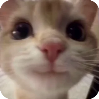 🙃 emoji @just_a_humble_cat Cat Terraverse Telegram sticker 9 of 120