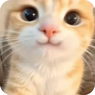 👀 emoji @just_a_humble_cat Cat Terraverse Telegram sticker 5 of 120