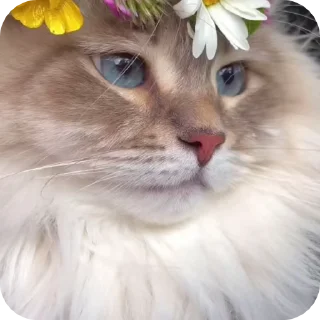😍 emoji @just_a_humble_cat Cat Terraverse Telegram sticker 6 of 120