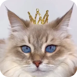 😎 emoji @just_a_humble_cat Cat Terraverse Telegram sticker 16 of 120