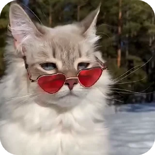 😎 emoji @just_a_humble_cat Cat Terraverse Telegram sticker 15 of 120