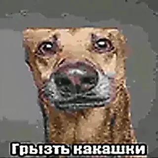 🌟 emoji піпікака Telegram sticker 13 of 106