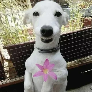 🌟 emoji піпікака Telegram sticker 23 of 106