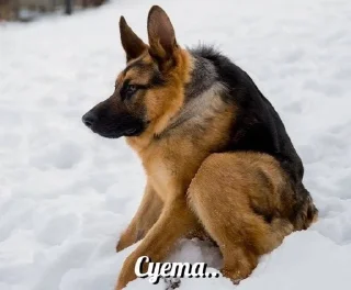 🌟 emoji піпікака Telegram sticker 14 of 106