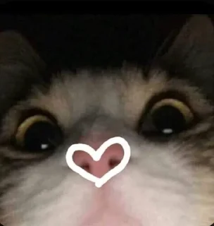 Sticker from котики как смысл жизни