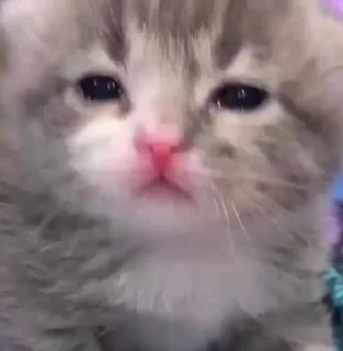 Sticker from котики как смысл жизни
