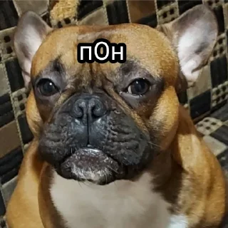 Sticker from Жора