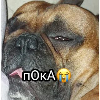Sticker from Жора