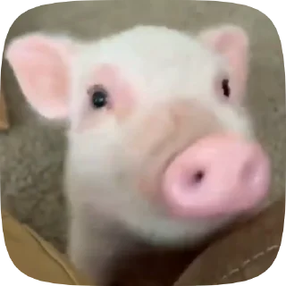 🐽 emoji 🌷 Telegram sticker 7 of 110