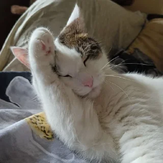 Sticker from Мистер Макс 😼
