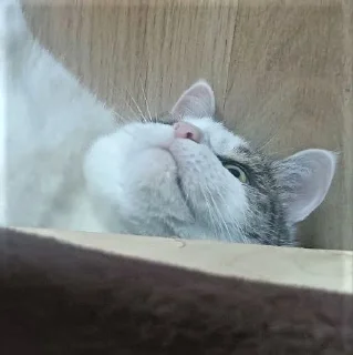 Sticker from Мистер Макс 😼