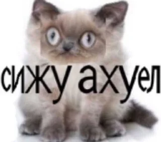 Sticker from мое