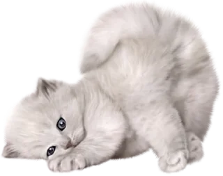 🙃 emoji Cats Telegram sticker 16 of 17