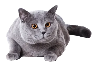🤨 emoji Cats Telegram sticker 13 of 17
