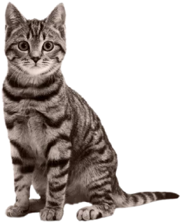 😀 emoji Cats Telegram sticker 6 of 17