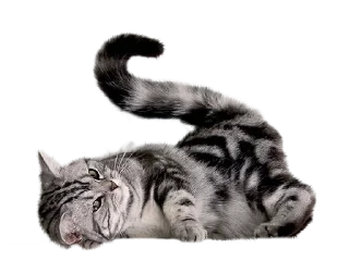 🐀 emoji Cats Telegram sticker 5 of 17