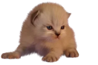 🥺 emoji Cats Telegram sticker 17 of 17