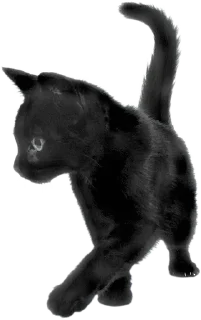 🐾 emoji Cats Telegram sticker 14 of 17