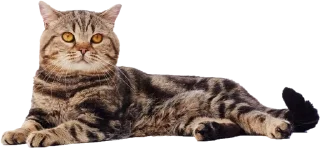 😼 emoji Cats Telegram sticker 10 of 17
