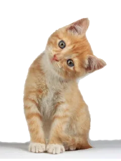 Cats sticker 4
