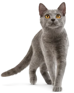 🙀 emoji Cats Telegram sticker 11 of 17