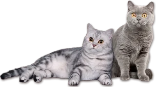 Cats sticker 1