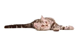 😸 emoji Cats Telegram sticker 9 of 17