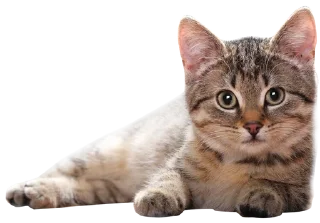 Cats sticker 2